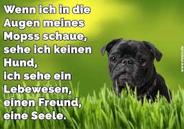 Mops Zitate Und Spruche Mops De