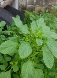 Image result for Acalypha fruticosa