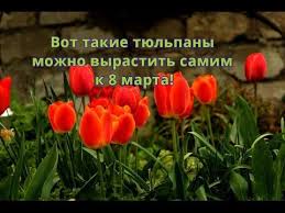 какие цветы можно вырастить дома из семян к 8 марта Tyulpany Kak Vyrastit Tyulpany Doma K 8 Marta Tyulpany Sad Ogorod