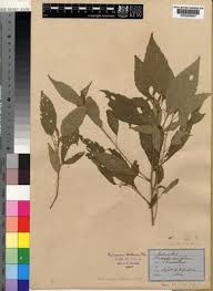 Image result for Micrococca capensis