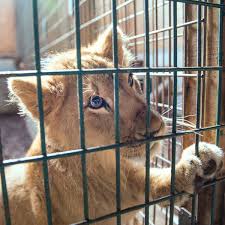 If veterinarians wish to deal with rodents, birds, or snakes, then they will need to do a great deal of work by themselves through and long after veterinary college. Born Free Foundation On Twitter If Someone Told Us They Wanted To Buy A Wild Animal As A Pet What Would Our Answer Be Find Out When The Bornfreepodcast Discussed The Worryingly