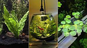 Harga aquarium mini model lego soliter mini led putih tank soliter cupang. 9 Jenis Tanaman Aquascape Yang Cocok Untuk Ikan Cupang Bisa Dimakan Atau Malah Buat Mainan