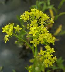 Image result for Rorippa nudiuscula