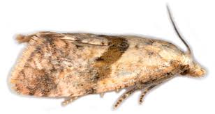 Image result for Cochylidia implicitana