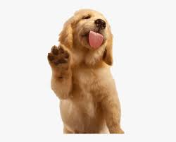 Golden Retriever Waving Hd Png Download Kindpng We would love to listen and share. golden retriever waving hd png