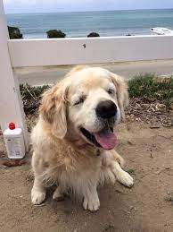 This Is Sonny Sonny Had A Stroke As A Puppy That Gave Him This Incredibly Lovable Derpy Face Golden Retriever Old Golden Retriever Cute Dogs