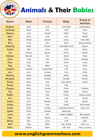 Animals Names Animals And Their Young Ones English Grammar Here