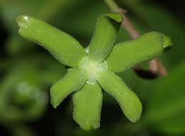 Image result for Artabotrys likimensis