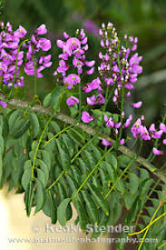 Image result for Lonchocarpus