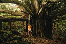Schnell und sicher online buchen. Road To Hana Hawaii Die Besten Stops Reise Tipps Fashiioncarpet
