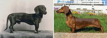 How Dog Breeds Have Changed Over The Last 100 Years Dog Breeds Teacup Puppies For Sale Teacup Puppies