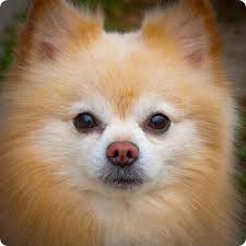 pomeranskij shpic fotografii pomeranskih shpicev pomeranskij shpic pomeranskij shenki