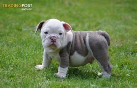 Caring of the english bulldog is simple as he only requires regular brushing by using a rough cloth and minimal exercise. Blue Lilac British Bulldog Puppies