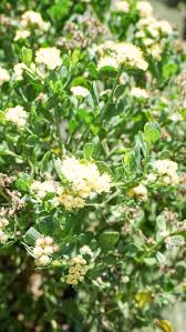Check spelling or type a new query. Broombush Baccharis Dioica Plant Creations