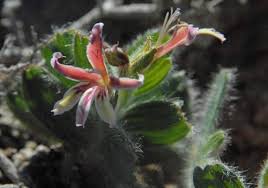 Image result for Babiana bainesii