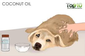 This is due to parasitical infestations, dermatological infections and dog hair being a breeding ground for bacteria. How To Deal With Matted Hair On Your Dog Or Cat Top 10 Home Remedies