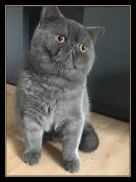 Black And White Persian Cat Short Hair Pin On Cats Love