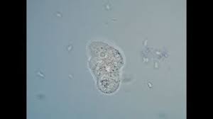 New compound microscope donated to the lab soundbio lab. Amoebas Under The Microscope 1000x Magnification Youtube