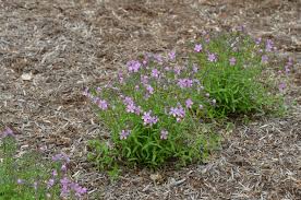 Woodland phlox (phlox divaricata), an herbaceous perennial, is native to eastern north america. Mt Cuba Center Phlox Divaricata Charleston Pink Mt Cuba Center