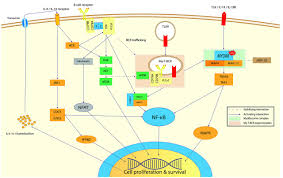 Hodgkin lymphoma (hl) is a type of lymphoma in which cancer originates from a specific type of white blood cells called lymphocytes. Myd88 In The Driver S Seat Of B Cell Lymphomagenesis From Molecular Mechanisms To Clinical Implications Haematologica