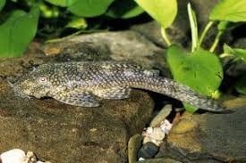 Image result for Ancistrorhynchus ovatus