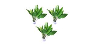 Image result for Samanea leptophylla