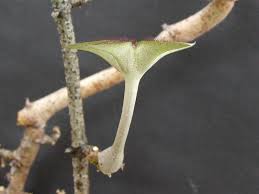Image result for Ceropegia cimiciodora