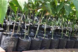 Tanaman sinyo nakal merupakan tanaman yang masuk ke dalam jenis tanaman perdu hias. Tanaman Yang Cepat Tumbuh Dalam 1 Minggu