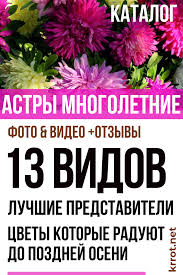 как избавиться от муравьев в саду в домашних условиях Astra Opisanie Vidy Posadka Uhod 75 Foto Otzyvy S Izobrazheniyami Cvety Vo Dvore Sad V Gorshke Posadka