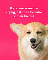 🐶 Maxine the Fluffy Corgi (@madmax_fluffyroad) • Instagram photos and  videos