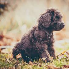 We deliver the highest quality of pet purebred puppy breeds and pet designer puppies for sale with full certification. Newfypoo Dog Breed Information Pictures More