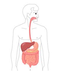 Digestive System Organs Read Biology Ck 12 Foundation