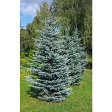 This tree is very drought tolerant and can survive in periods of low water. Blue Spruce Trees For Sale Colorado Blue Spruce For Sale Chief River Nursery