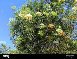 Image result for Buddleja saligna