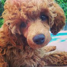 Pin By Maxine Chodorowicz On Picture Perfect Red Poodles Poodle Miniature Poodle