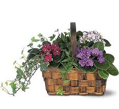 The city of rome, ny. Mixed African Violet Basket African Violets Basket Flower Arrangements African Violets Plants