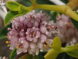 Image result for Cuscuta planiflora