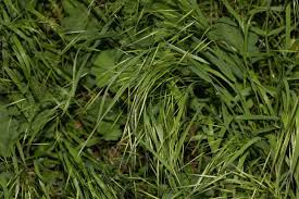 Image result for Bromus leptoclados