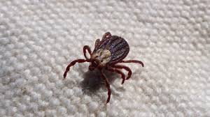Ticks can crawl around, even very slowly, but this also leads to their spreading over time. How To Get Rid Of Ticks In Your Yard Aai Pest Control