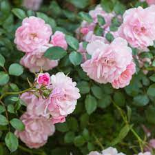 Phlox apple blossom bluestone perennials. Rose Flower Carpet Appleblossom Garden Express