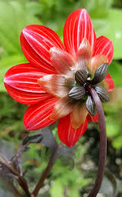 Image result for Dahlia x pinnata `Redskin`