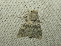 Image result for Polymixis polymita