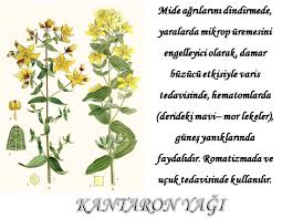 Kantaron Yagi Bitki Mor Varis