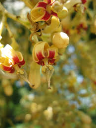 Image result for Firmiana