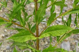 Image result for Guizotia