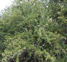 Image result for Gymnosporia glaucophylla