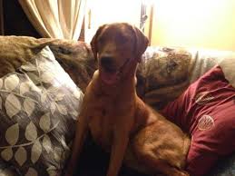 This handsome akc yellow labrador puppy is looking for a loving furever family! Akc Ofa Fox Red Labrador Retriever Puppies For Sale In Millbach Pennsylvania Classified Americanlisted Com
