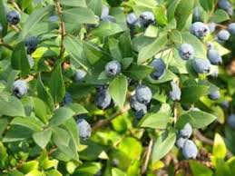 Epingle Sur Plantes Medicinales