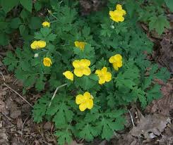 North Coast Wildflowers Wood Poppy Outside Plants Wild Flowers Plants