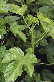 Image result for Hibiscus diversifolius